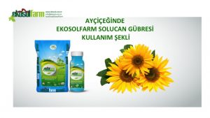 aycicegi solucan gübresi